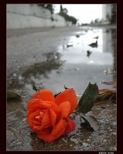 Nice flower - Rose