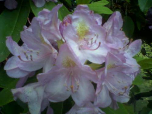 Sending Flowers - Rhododendrons in my back yard