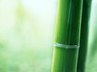 Bamboo - Let&#039;s brave enough to live and be able to lead a beautiful life like it!!