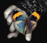 butterfly - this is a beautiful butterfly