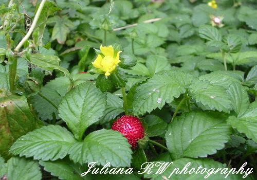 At my garden - I took this picture from my garden, sometimes ago