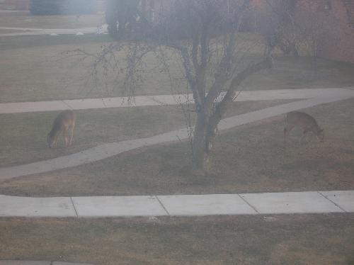 Deer, pictures, photography, one, favorite, types, - Deer, pictures, photography, one, favorite, types, animals, deerscapes