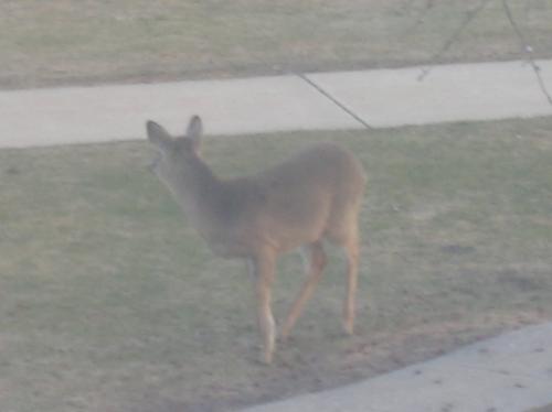 Deer, pictures, photography, one, favorite, types, - Deer, pictures, photography, one, favorite, types, animals, deerscapes