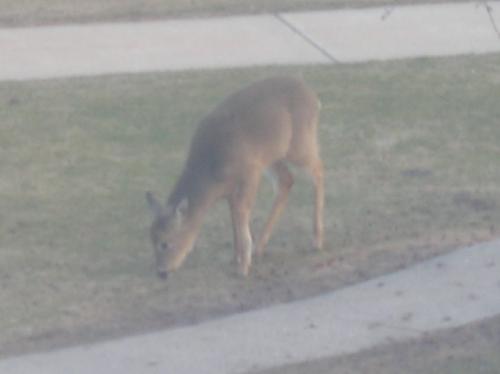 Deer, pictures, photography, one, favorite, types, - Deer, pictures, photography, one, favorite, types, animals, deerscapes