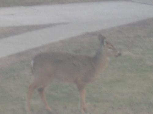 Deer, pictures, photography, one, favorite, types, - Deer, pictures, photography, one, favorite, types, animals, deerscapes