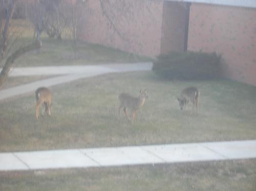 Deer, pictures, photography, one, favorite, types, - Deer, pictures, photography, one, favorite, types, animals, deerscapes