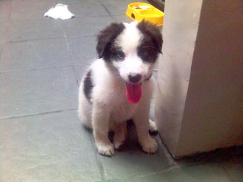 Our dog Britney - This is our dog Britney. This photo was taken almost a year ago.  We left her in the Philippines when we moved here in Singapore... :( A few days from now will be Britney's 1st birthday. :)