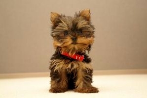 The Cutest Dog - This is the cutest dog. What do you think? The Cutest Dog - This is the cutest dog. What do you think?