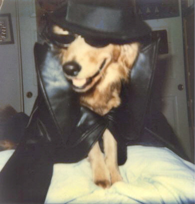 Gangster Goldie - Doesn't she look like a gangster dog? =P