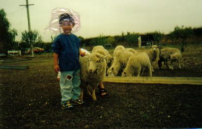 lamb - my nephew with some lamb and sheep