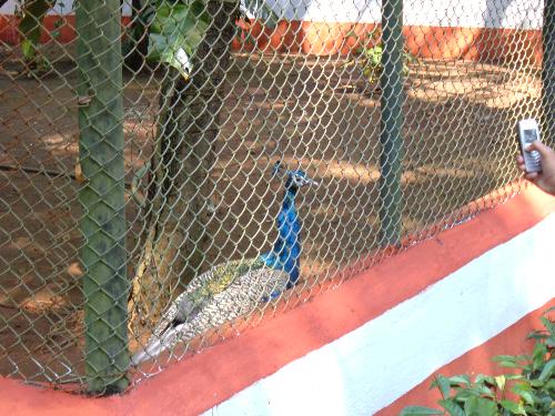 Peacock - Hi!
i find peacock the most beautiful bird-its the only bird which can boast of every colour known in this world!