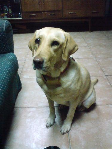 Sitting quiet - Sylvie is amazingly trained