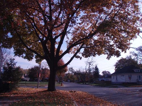 photo's - trees with falling leaves