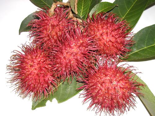 rambutan with red hair - Rambutans harvested from the tree in my courtyard.