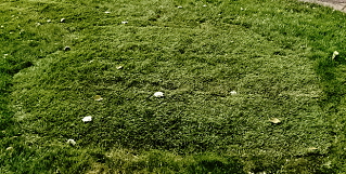 New Sod - new sod laid down on 11-6-07 New Sod - new sod laid down on 11-6-07