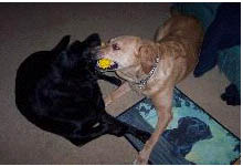 Denny & Robbie - These are the guys, Denny, the black lab, was 11 in July. Robbie will be 9 in December. Robbie is Denny's son, he was born with a bad heart, when we got him, we were told he would not live to be more then a year old.  We did not want him spending his short life in a kennel..but he fooled them all.