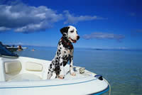 Dalmatians on the boat - Little Dalmatians on the Boat