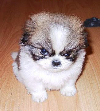 Lovely dogs - HaHa......It's an angry dog.
