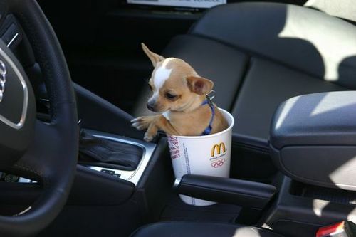 cup dog - It's so small that it can stay in the little cup.