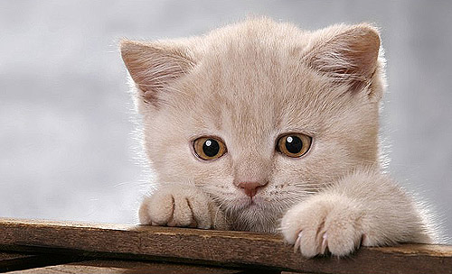my dear Kate - Look at my deat Kate,I got her three days ago!