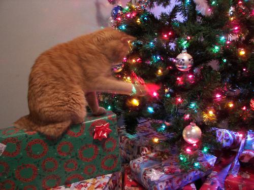 My baby into troubble - Here is my cat getting into troubble.