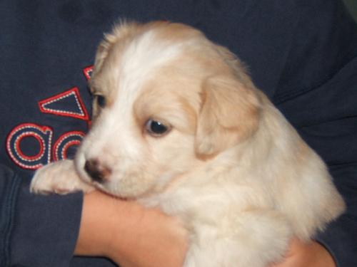 My Puppy - My puppy