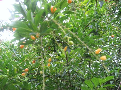 Berries. - Ripe berries on a shrub bush.
