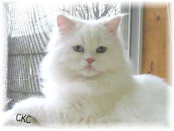 Pretty Persian - A picture of a beautiful persian! I don't have a picture of my Persian on the computer yet, but this is what she looks like! Except, she has one blue eye and one yellow eye!:)