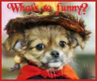 Cute Dogs - doggie dressed up!