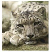 Snow Leopard - Picture of a beautiful snow leopard.