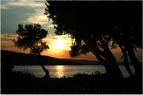 olive - olive trees near the coast