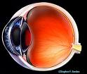 eye health - retina and iris should be cared with great care as they are the important in our eyeball.