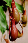 Nepenthes mirabilis - This the Nepenthes mirabilis.Do you see there is a big mouth on the top? It is where the insects loss their lives.But some people just buy a NM for the fly and mosquitoes.