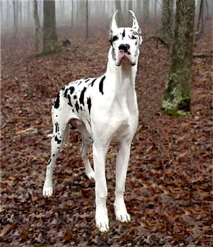 Harlequin - beautiful great dane!