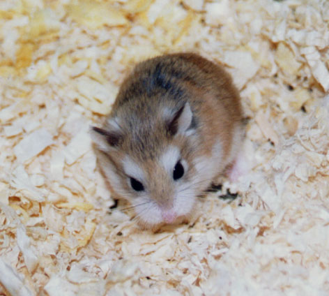 one of my hamsters - I just love my hamsters, this is one of them