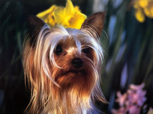 dog - a dog bride in front of her new house.