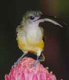 Little spider Hunter - Little spider hunter Asian birds