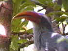 Malabar grey hornbill - Malabar Grey Hornbill Asian birds