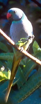 Malabar Parakeet - Malabar Parakeet Asian birds