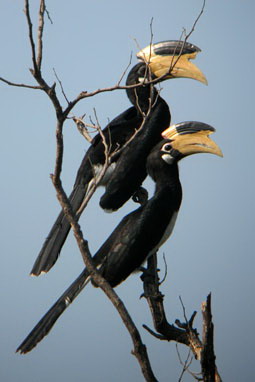 Malabar Pied Hornbill - Malabar Peid Hornbill Asian birds