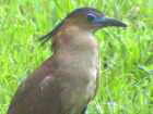 Malabar night Heron - Malabar Night Heron Asian birds