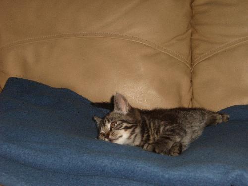 My cat - This is my cat, it was about 2 month at this time ain't he beautifull? His name is gandalf, and he his now about 6 months (9/11-07)