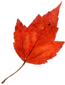 A Picture from Stock Xchange - Autumn Blaze maple leaf by luis solis