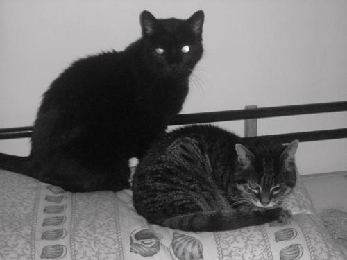 Mitzi and her son Sooty - Mitzi passed away in 2005 at the ripe age of just over 17. Her son Sooty (the black one) is now older than her at almost 18!