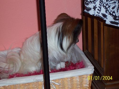 bad dog, he is pouting - Petie the pouting doggy