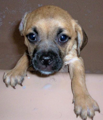 Our Pup Hemi - This is Hemi our 3 month old Puggle Jug. She is to cute! LOL