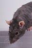 mouse - pork fat is a good bait