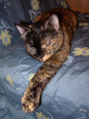 Herunia - A very friendly and nice cat :-)
