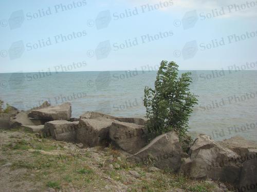 Niagara on the Lake - Windy - Photo of a tree blowing in the wind on the rocky beach near the golf course in Niagara on the Lake.
