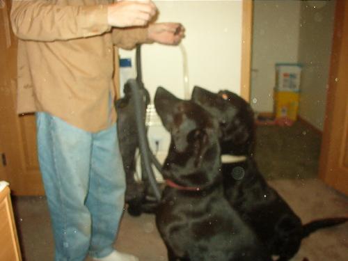 Shady and Domingo - They are both at attention cause dad had a treat for them. lol